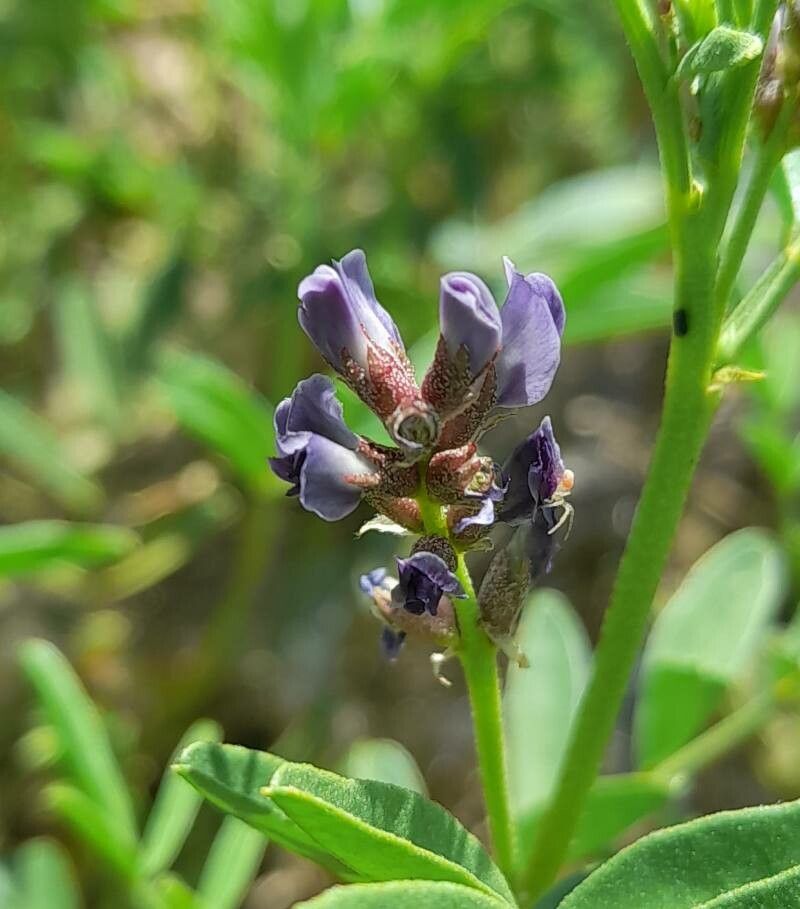 Glycyrrhiza astragalina flower