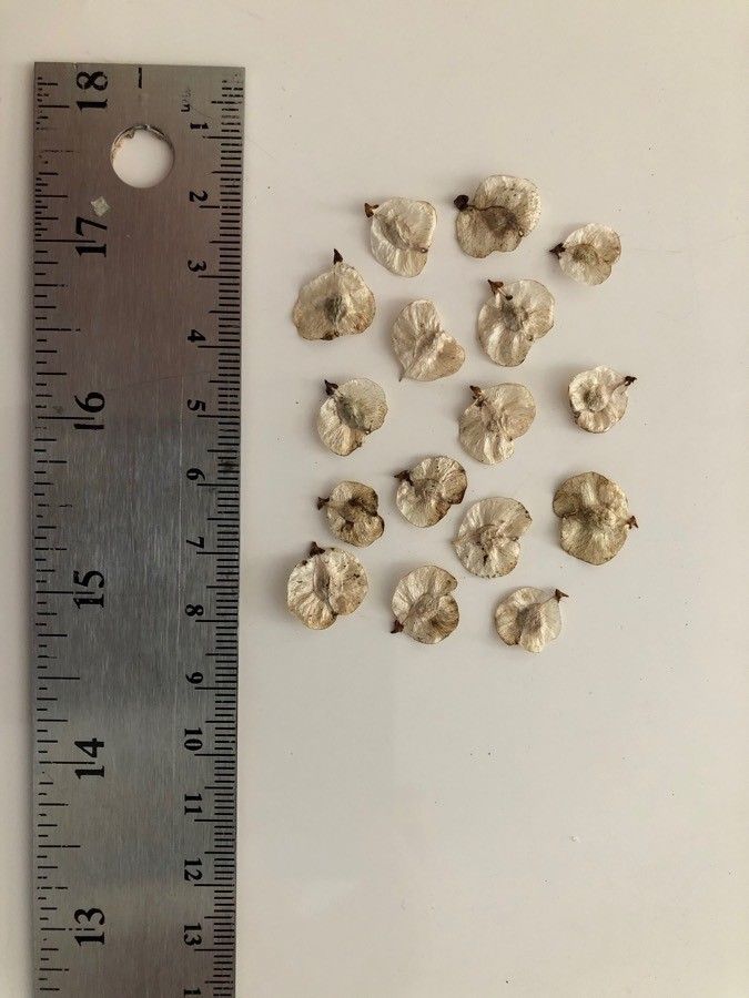 Ulmus elliptica fruit