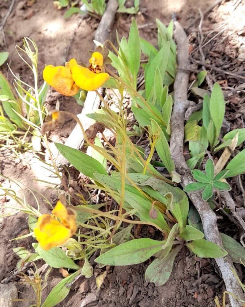 Calceolaria polyrhiza habit