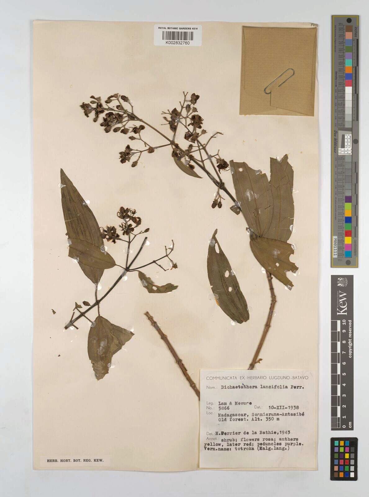 Dichaetanthera lancifolia — houseplant care guide