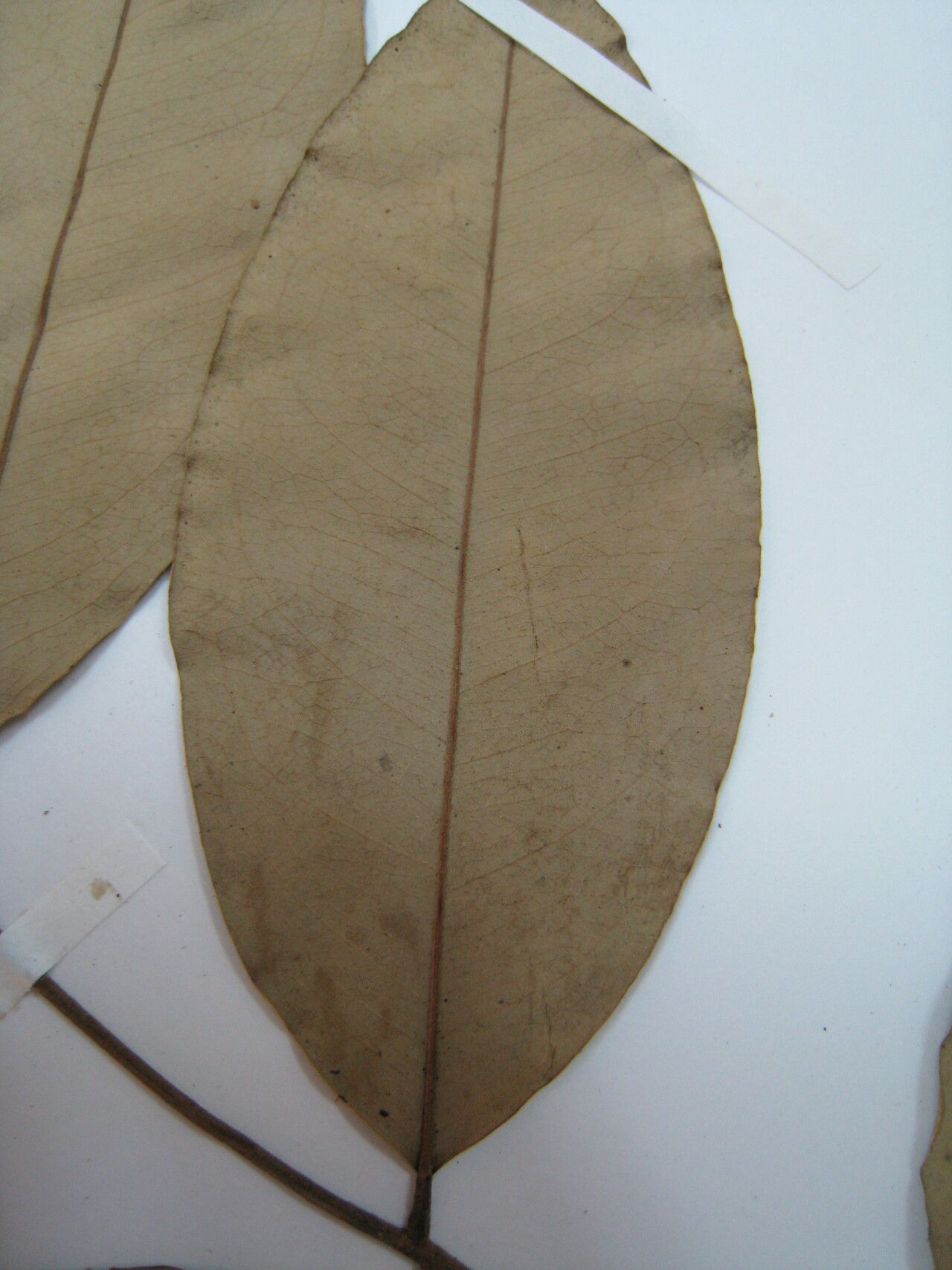 Swartzia canescens other