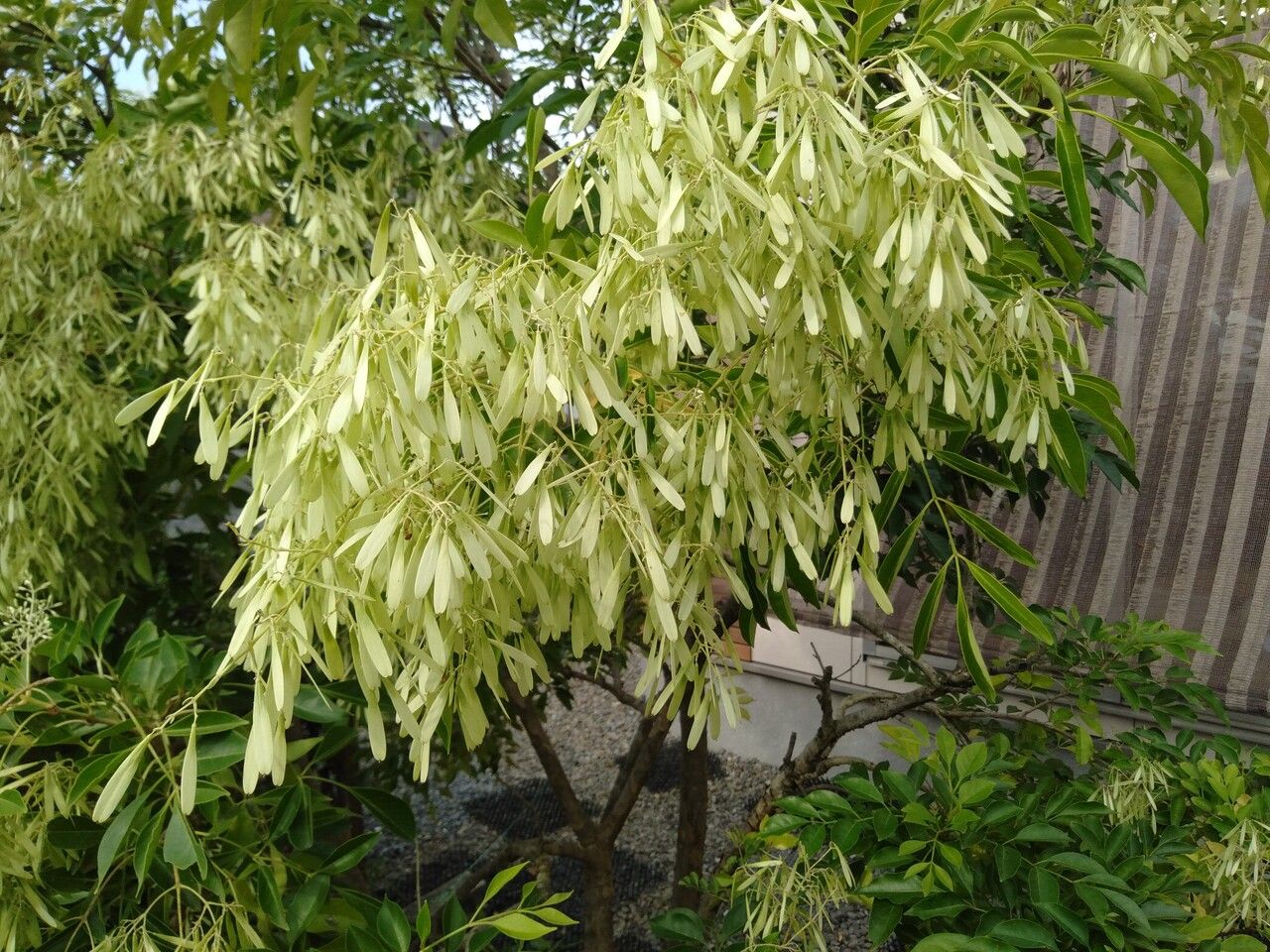 Fraxinus griffithii fruit