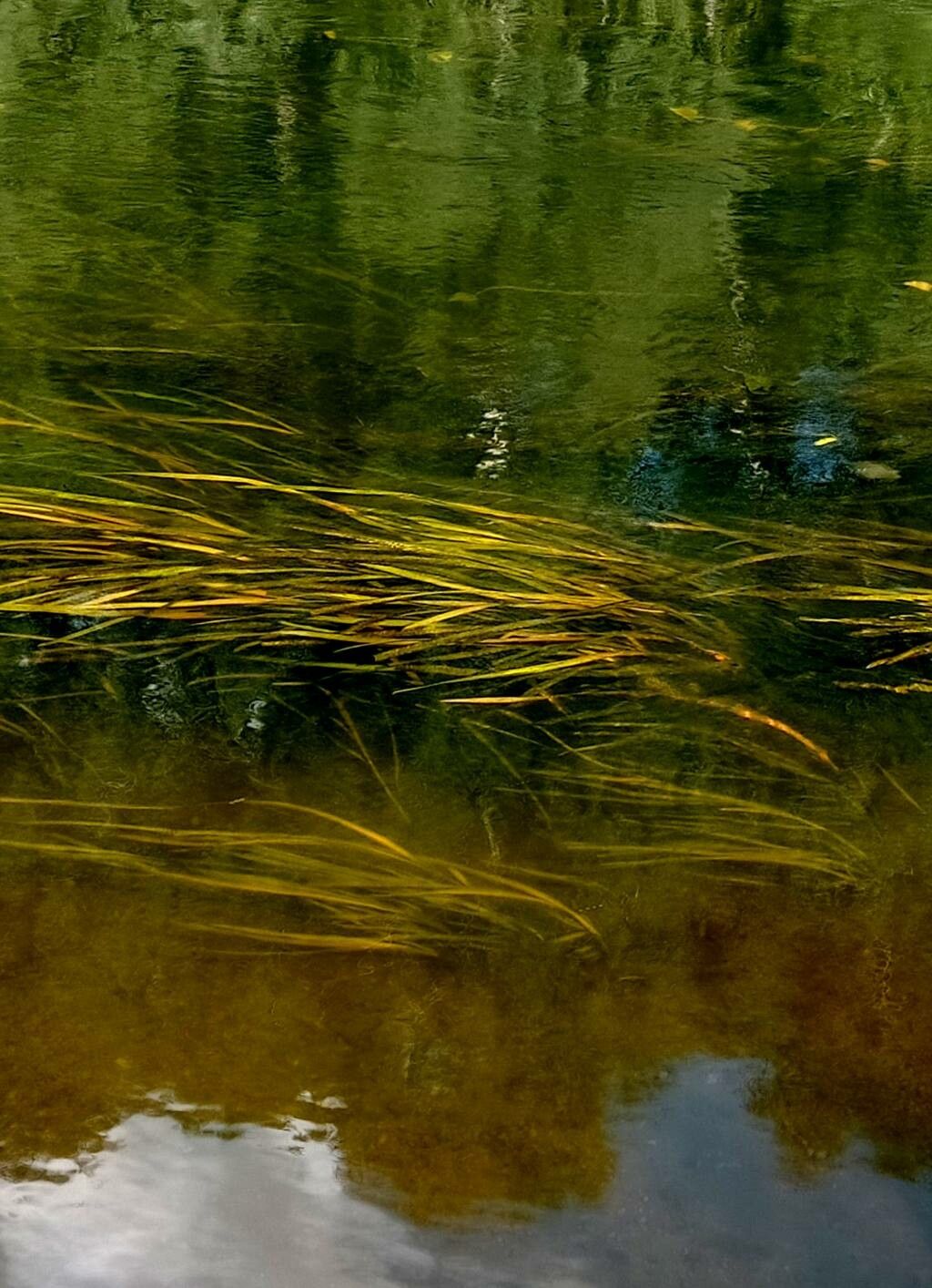 Sparganium angustifolium leaf