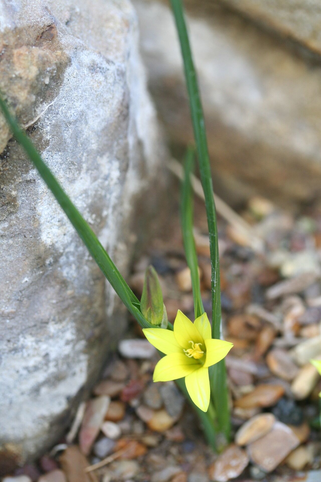 Romulea flava flower