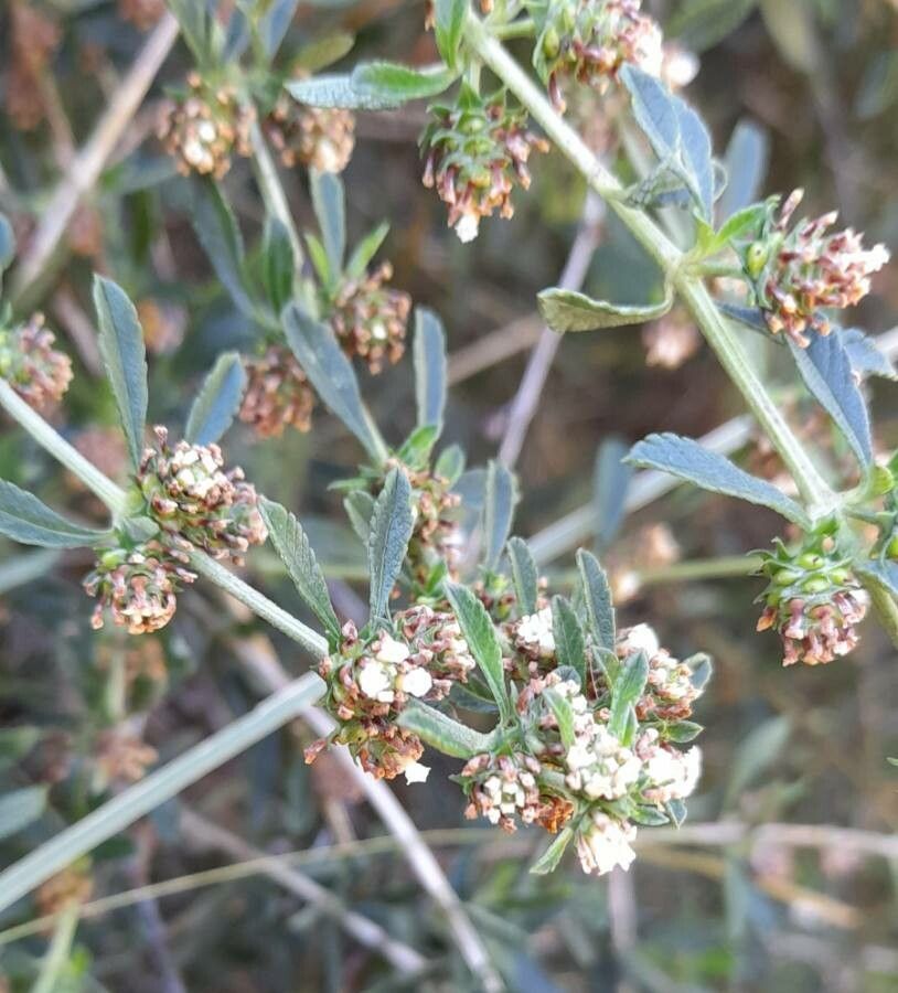 Lippia turbinata flower
