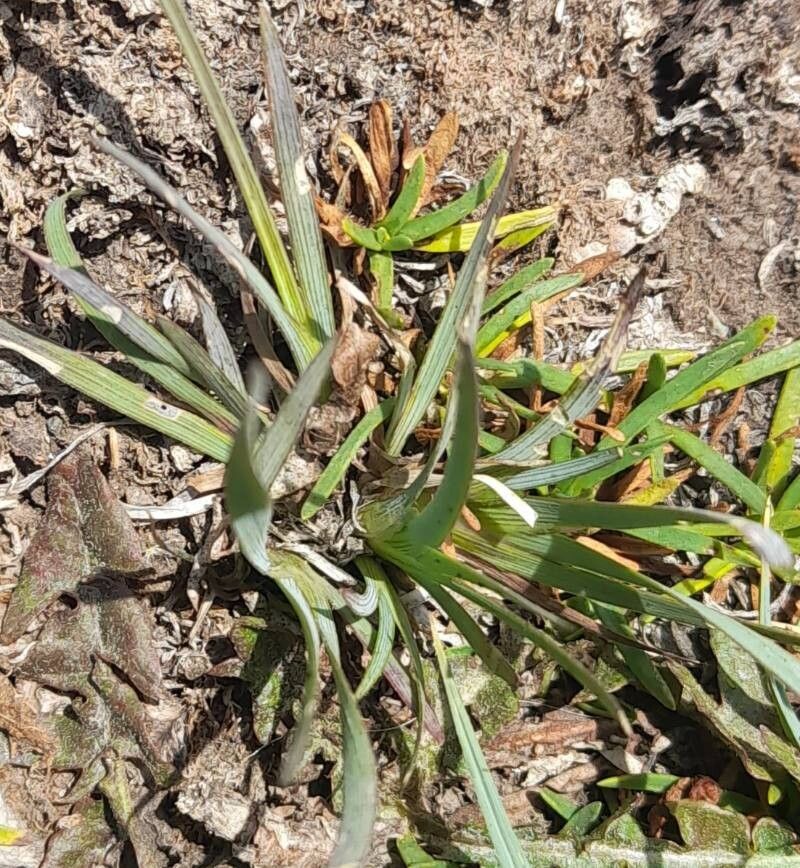 Sisyrinchium chilense — search result for 'Sisyrinchium'