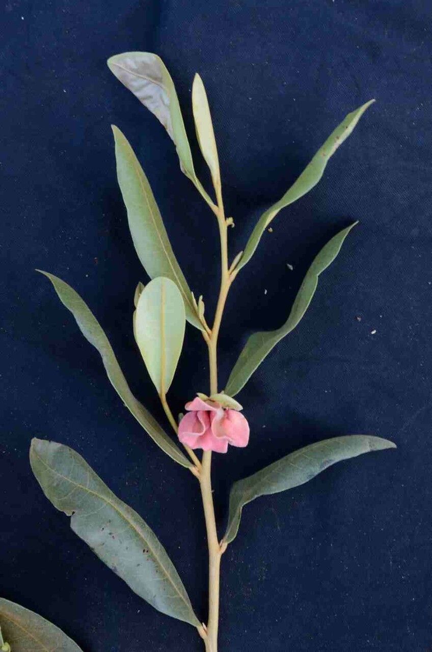 Duguetia furfuracea flower