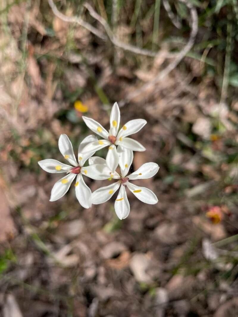 Burchardia congesta — search result for 'Colchicaceae'