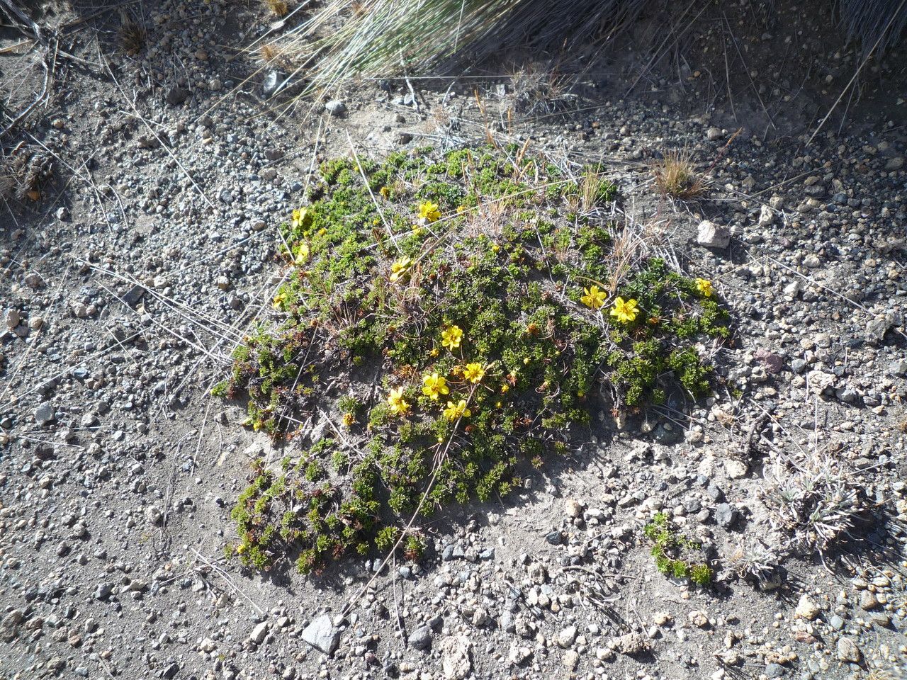 Bidens andicola habit