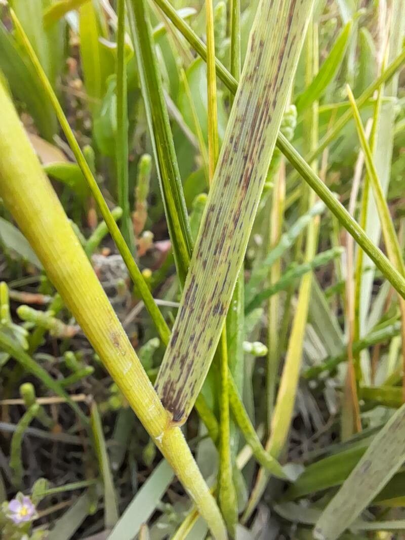 Sporobolus anglicus bark