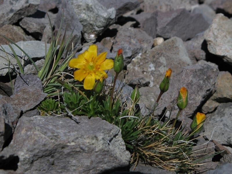 Calandrinia caespitosa leaf