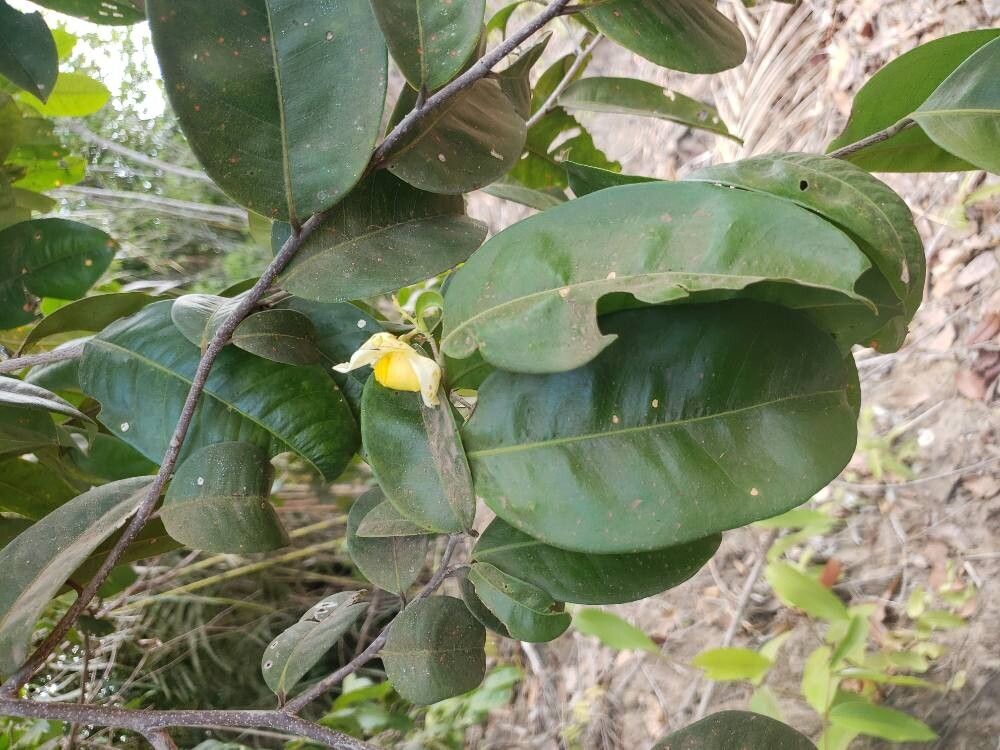 Eschweilera ovata flower