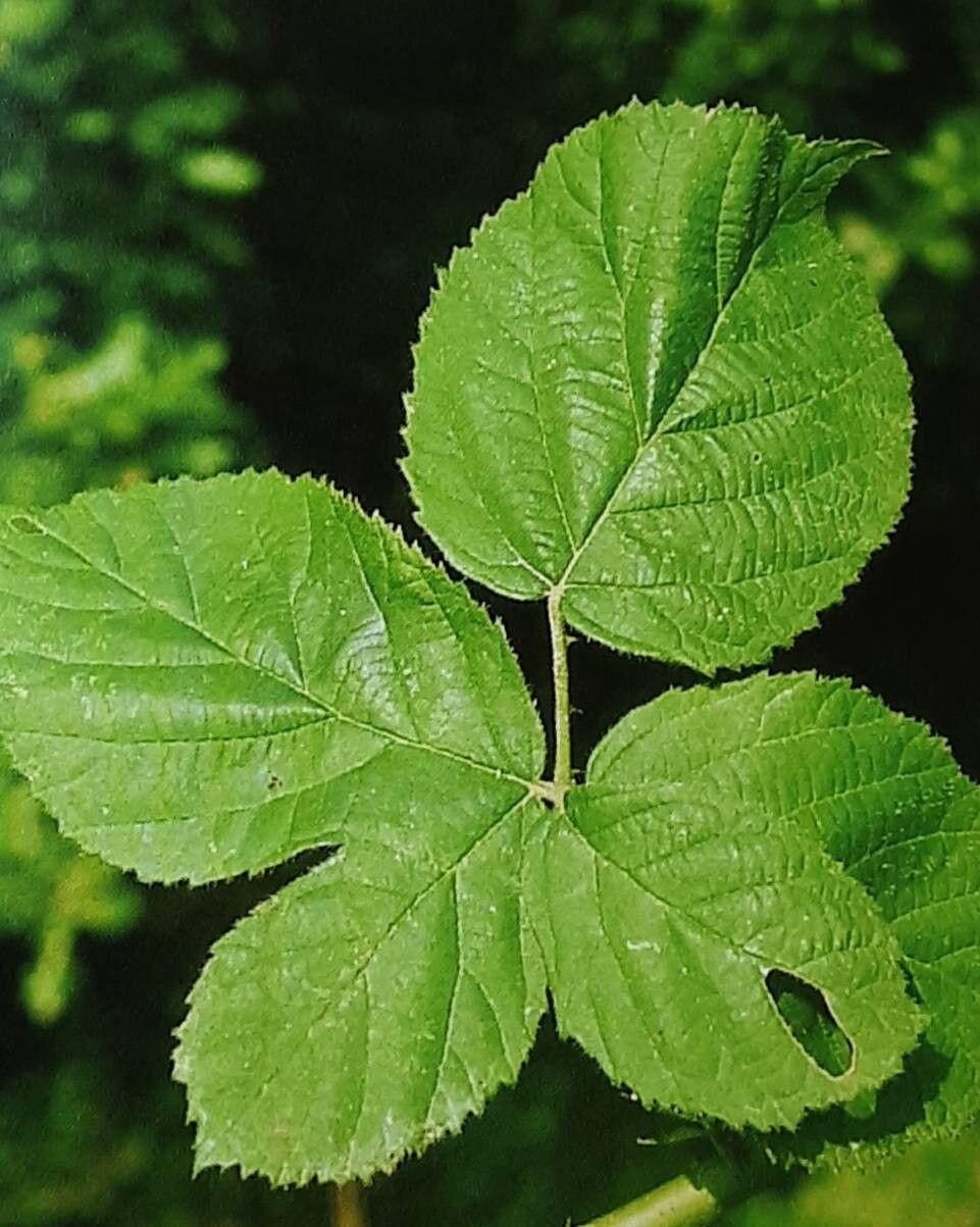 Rubus tiliaster — houseplant care guide