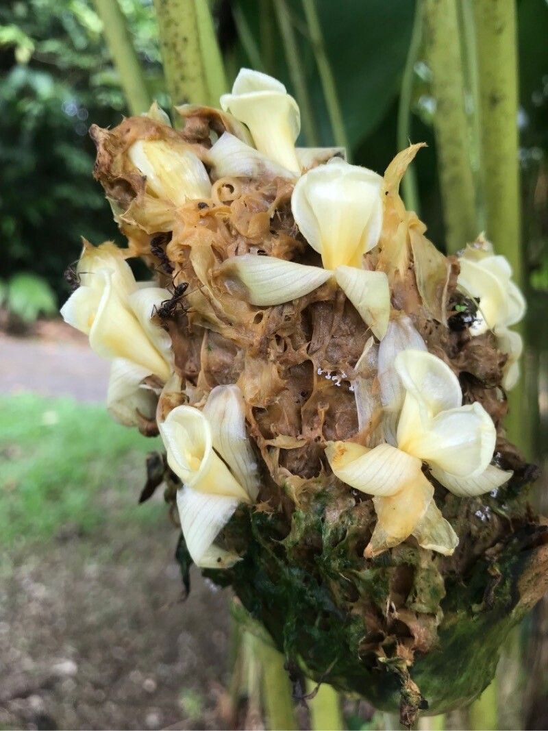 Goeppertia inocephala flower