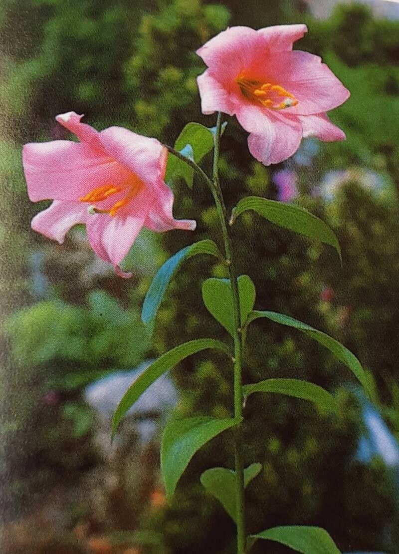 Lilium rubellum — houseplant care guide