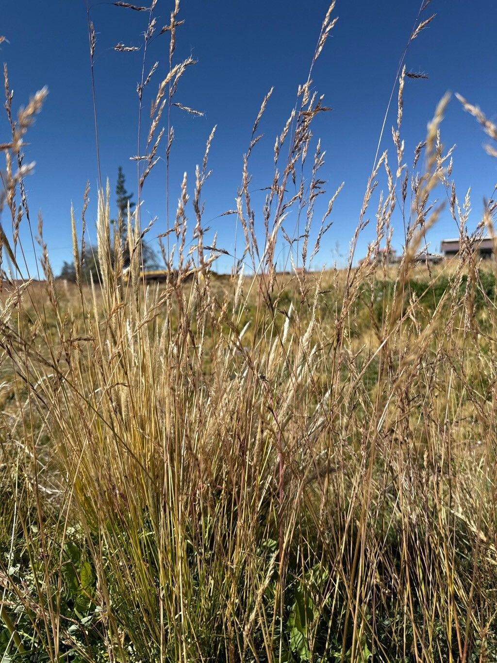 Nassella asplundii — related species from the same genus