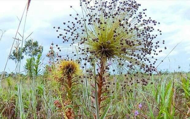 Paepalanthus chiquitensis fruit
