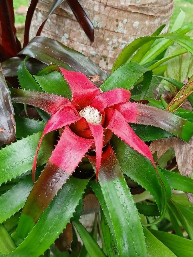 Neoregelia pendula — houseplant care guide