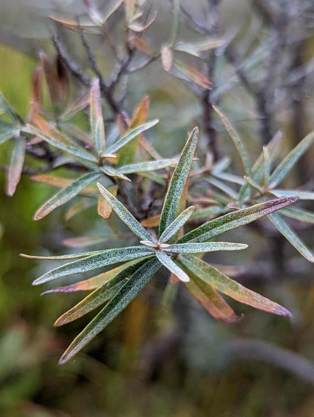 Elaeagnus rhamnoides — search result for 'Elaeagnus'