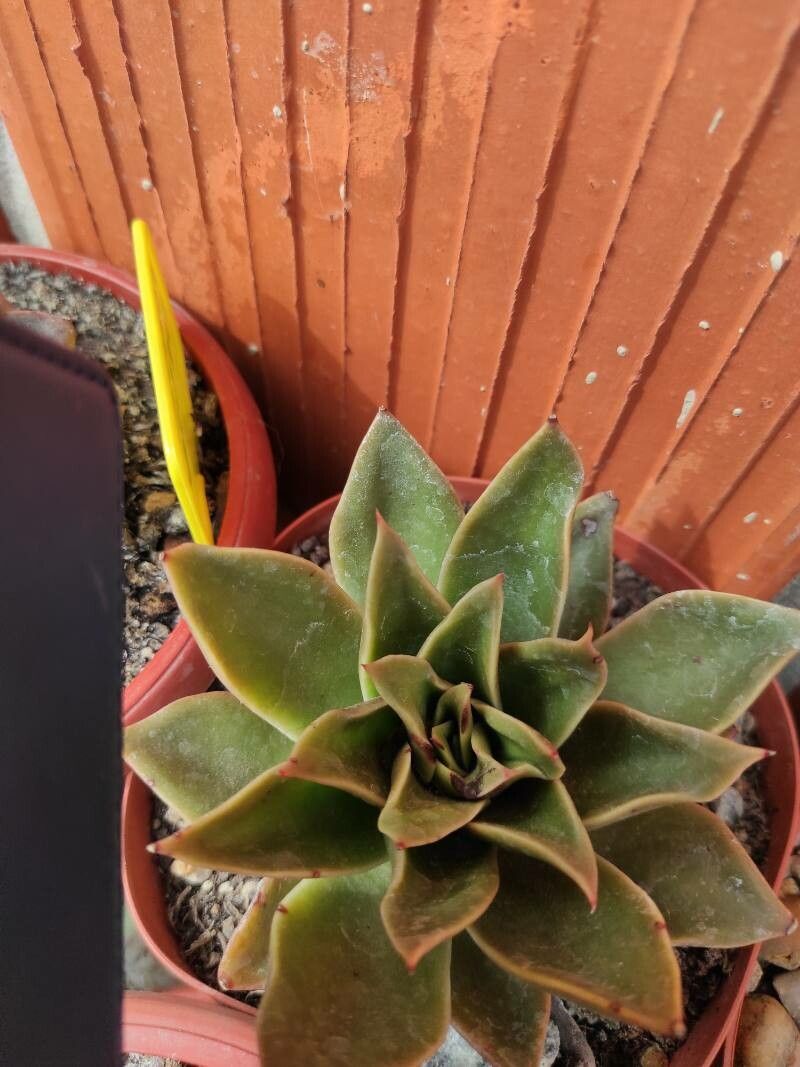 Echeveria gilva leaf