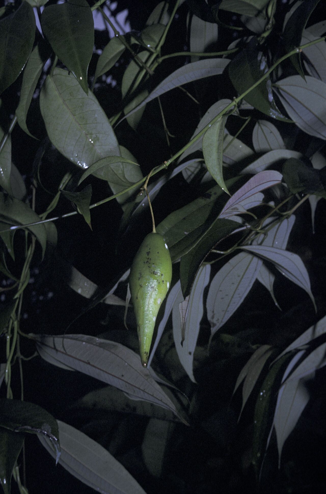 Cynanchum blandum fruit