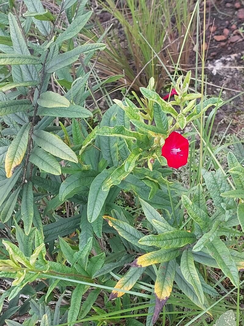 Erythroxylum ligustrinum flower