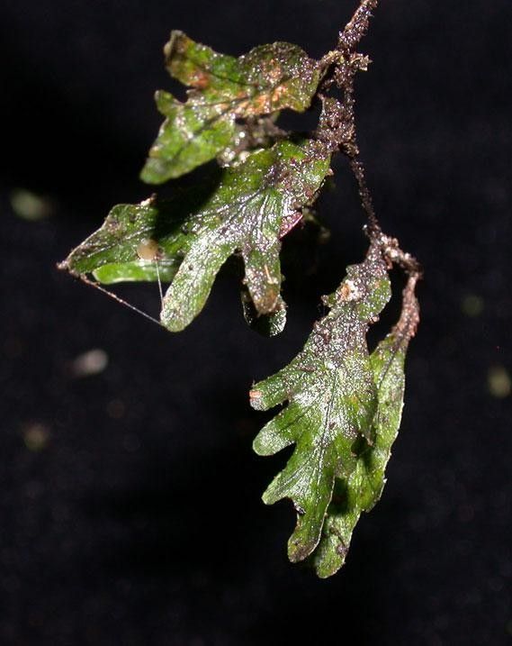 Didymoglossum angustifrons — related species from the same genus