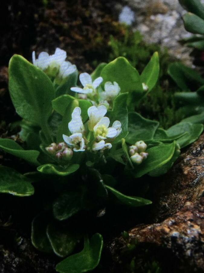 Cochlearia pyrenaica leaf