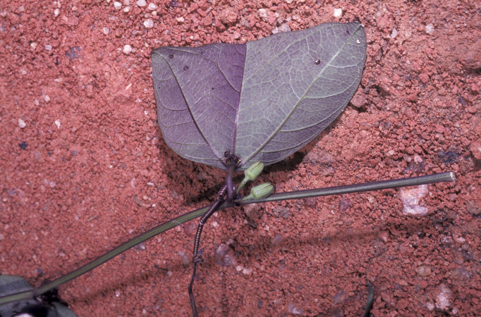 Passiflora vespertilio — houseplant care guide