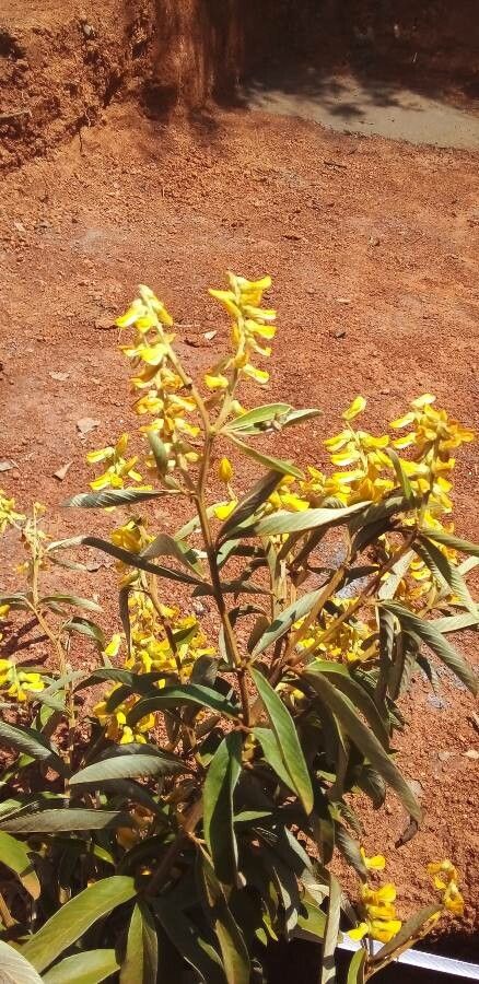 Acridocarpus natalitius flower