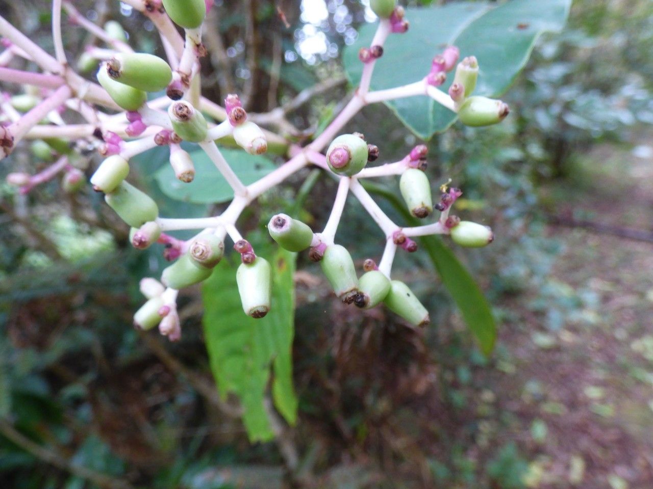 Chassalia corallioides fruit