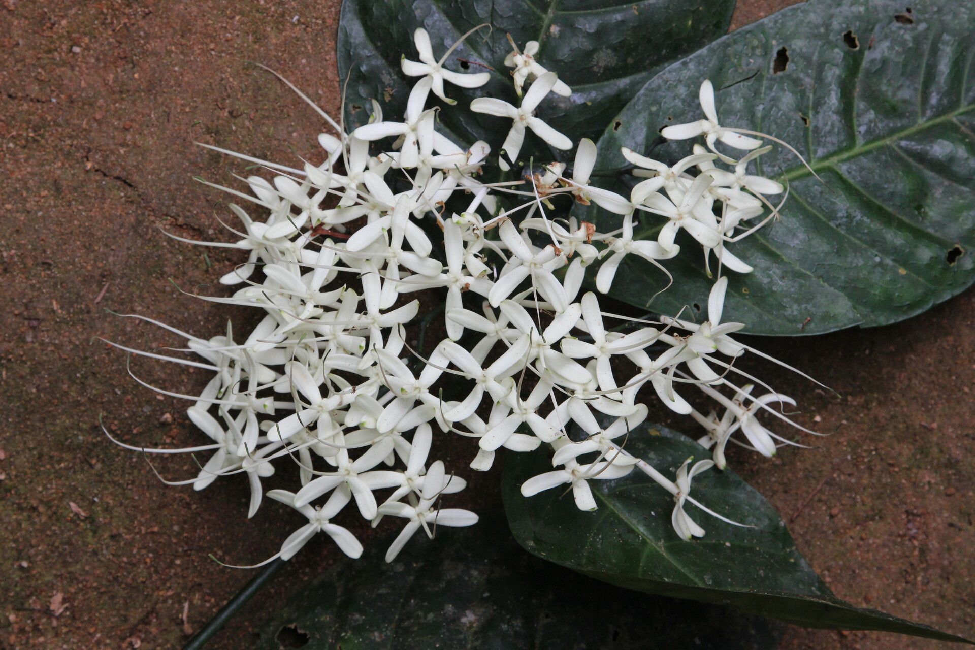 Pavetta rigida flower