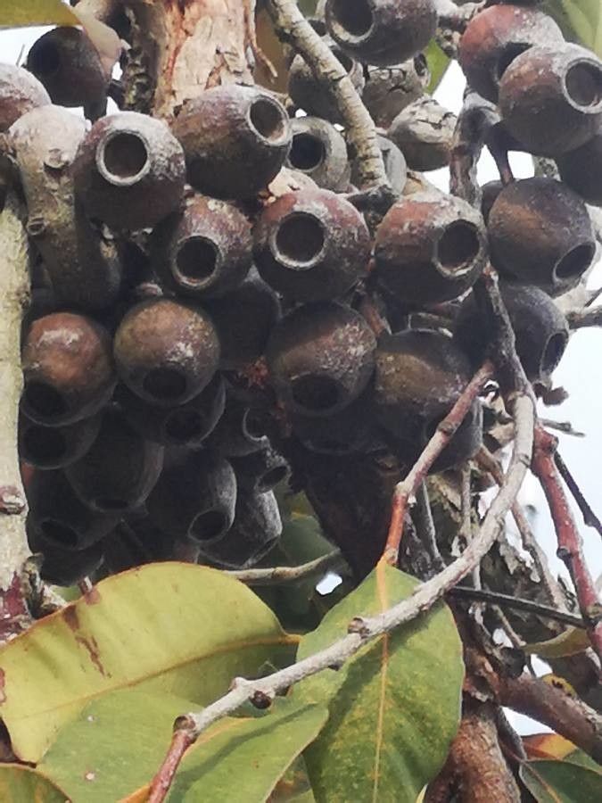 Hyphaene coriacea fruit