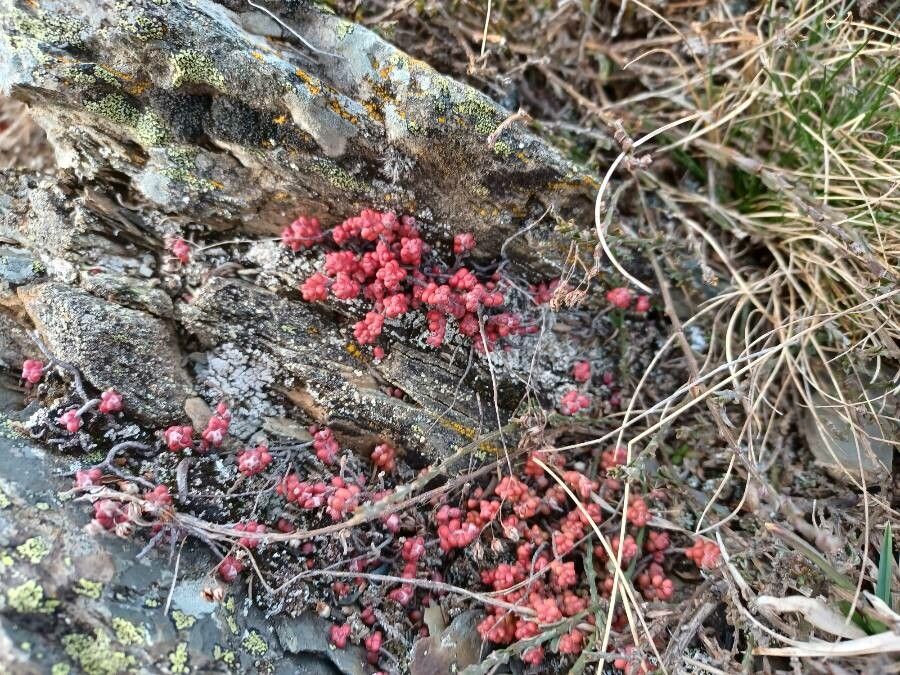 Sedum brevifolium leaf