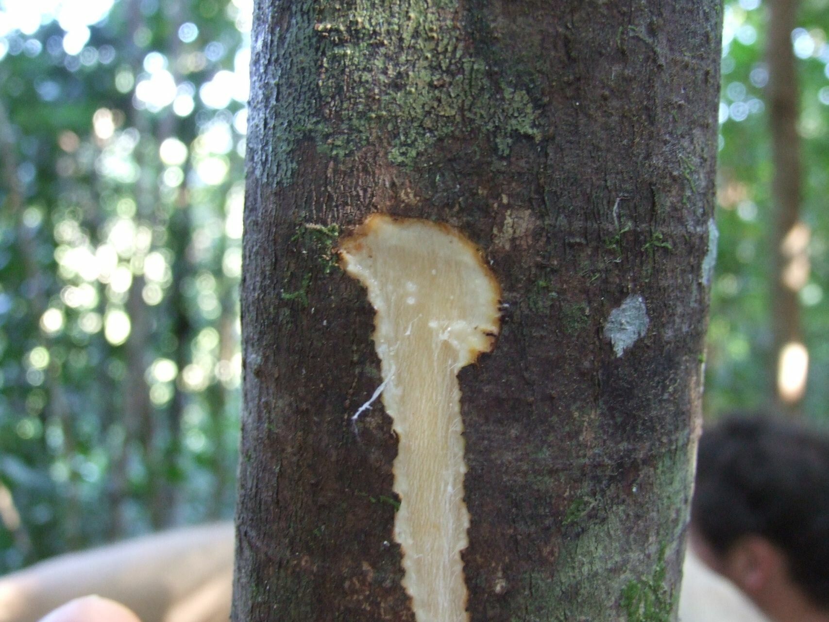 Ficus racemigera bark