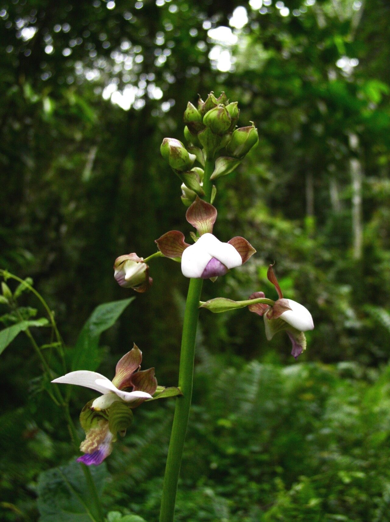 Eulophia horsfallii — houseplant care guide