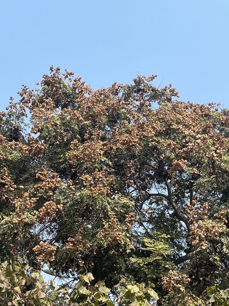 Albizia versicolor leaf