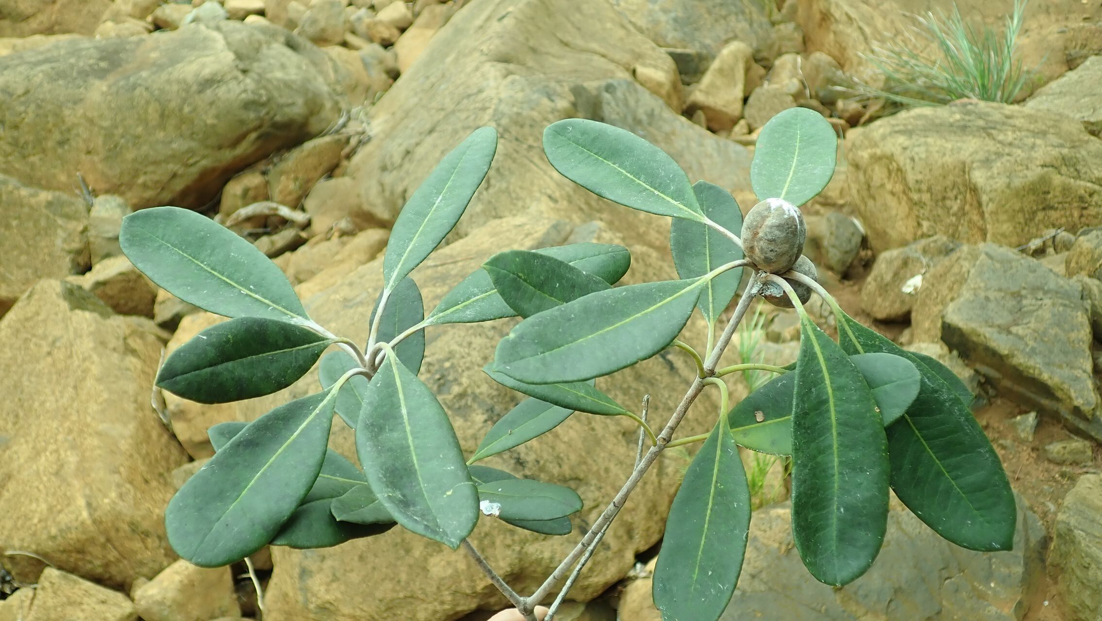 Pittosporum scythophyllum — search result for 'Pittosporum'