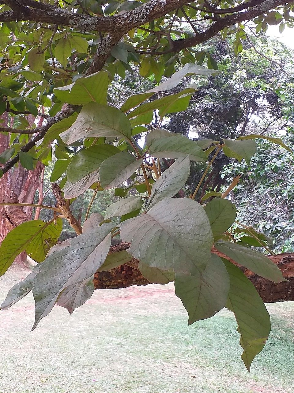 Tabebuia chrysantha leaf