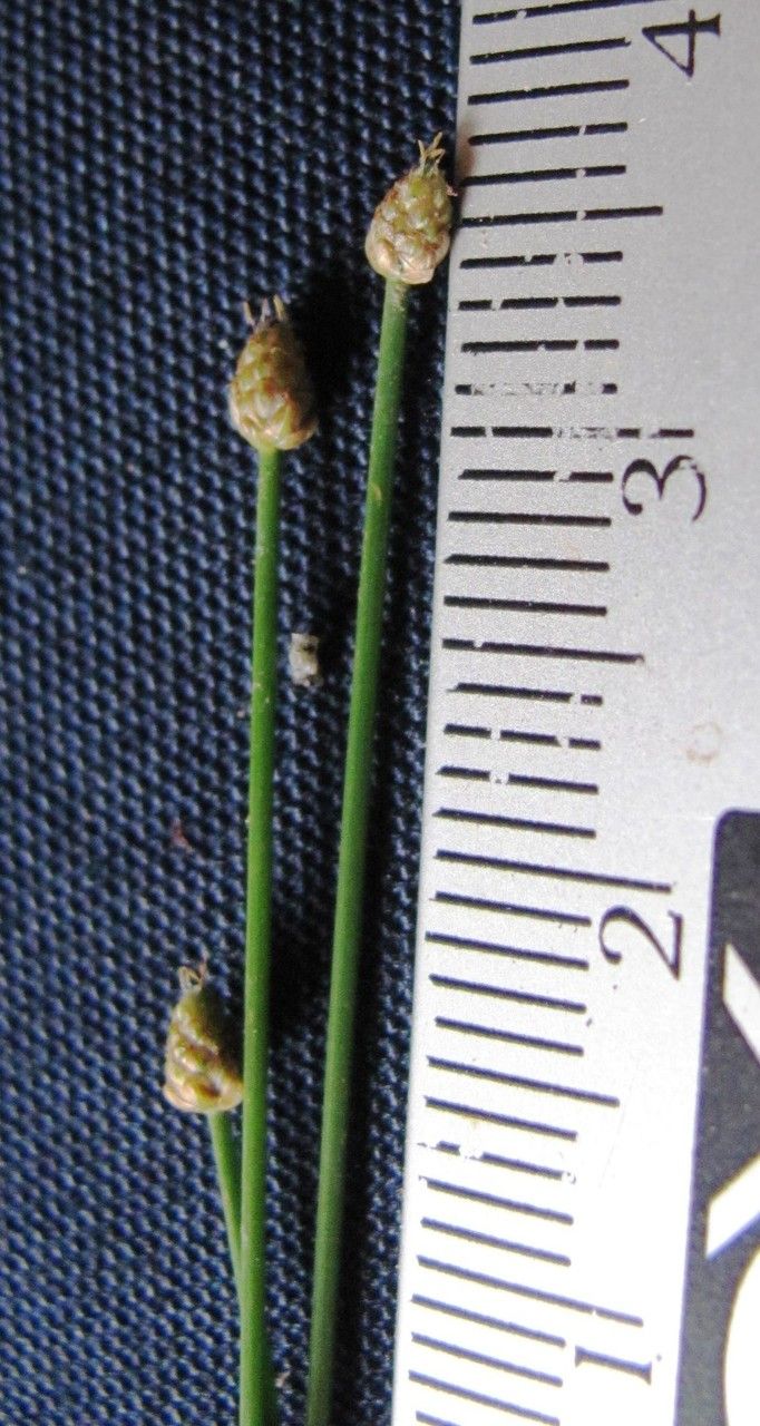 Eleocharis flavescens other