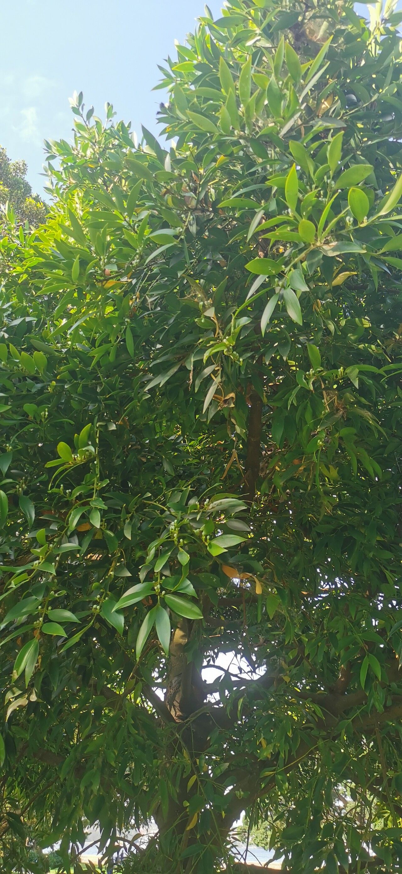 Nageia fleuryi — related species from the same genus