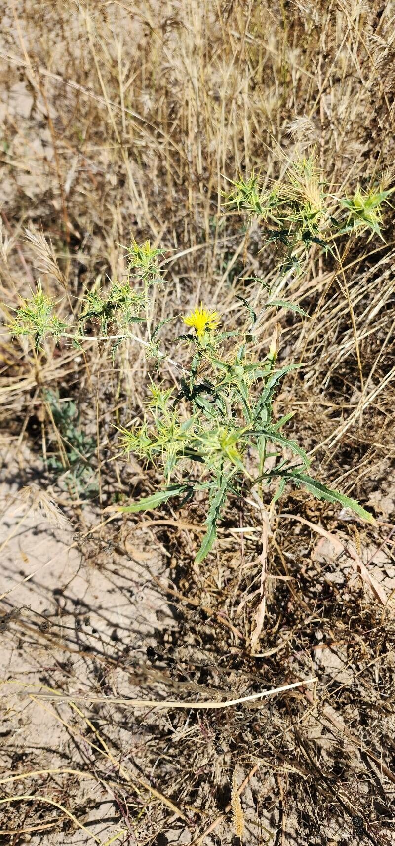 Carthamus oxyacanthus habit