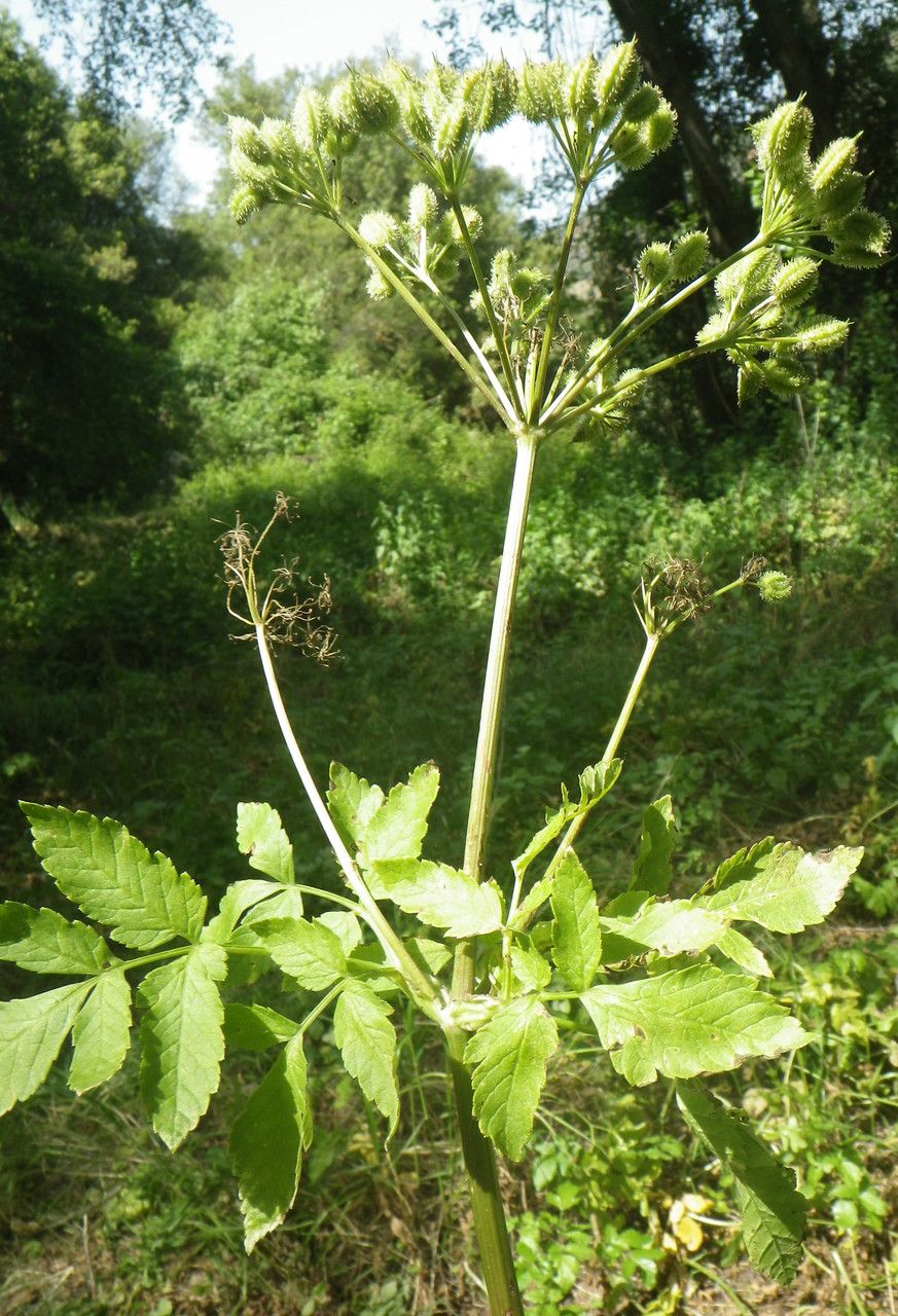 Lecokia cretica habit