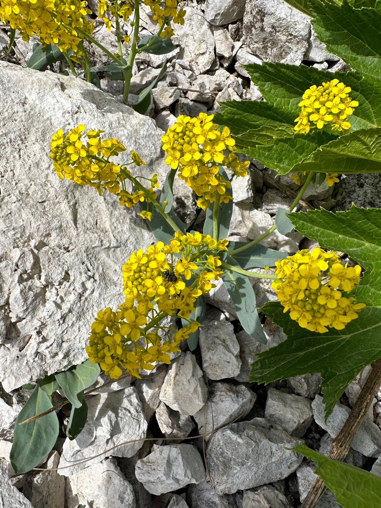 Isatis apennina habit