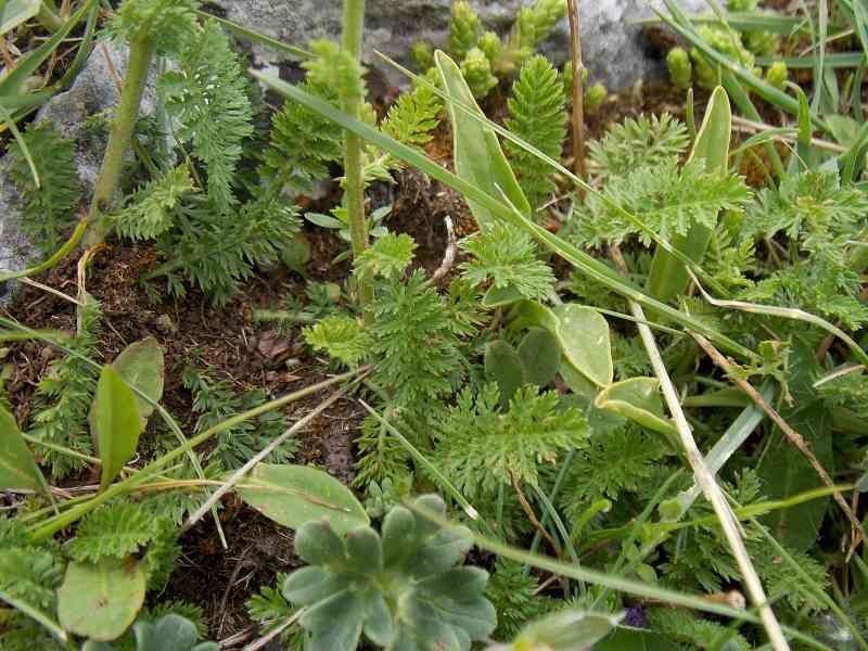 Achillea tenorei — search result for 'Achillea'