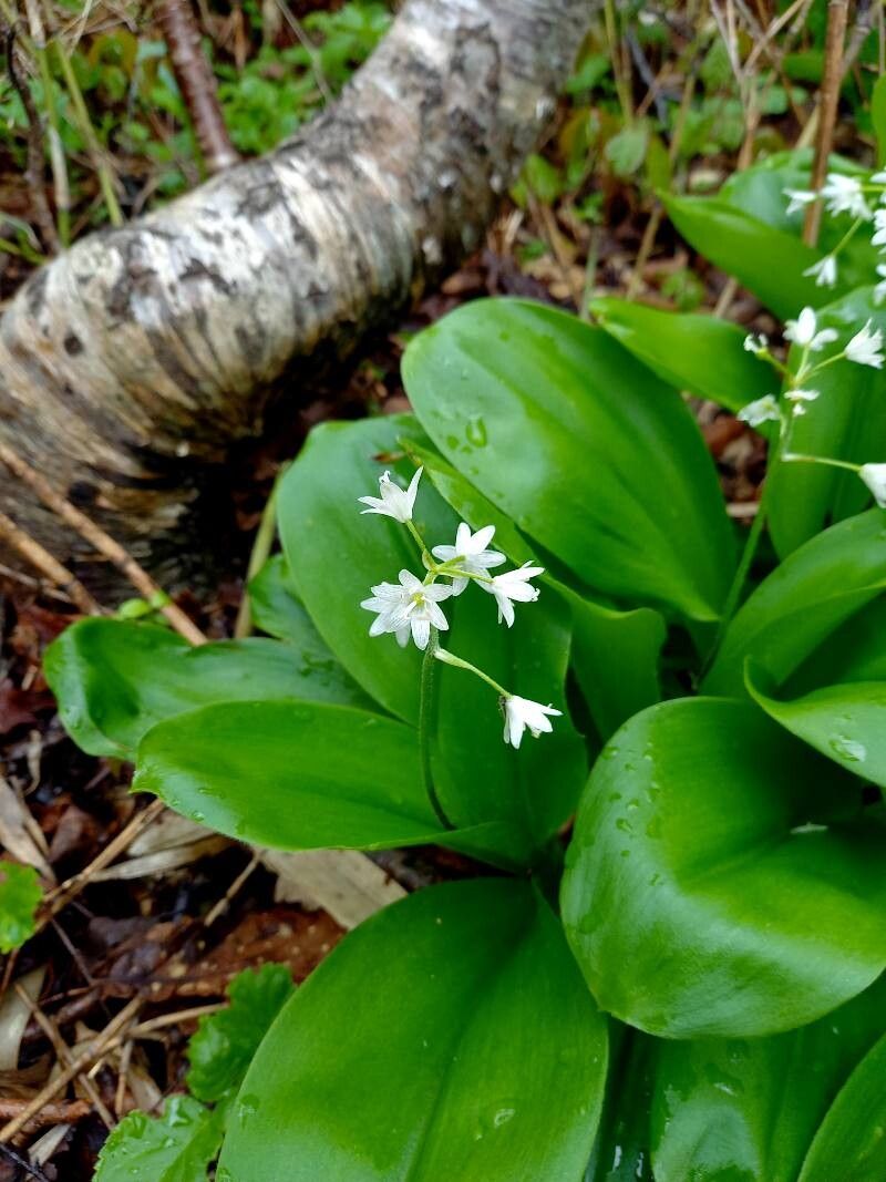 Clintonia udensis flower