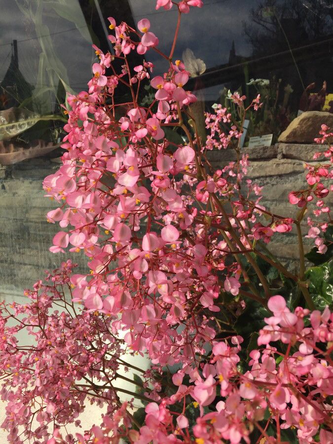 Begonia heracleifolia flower