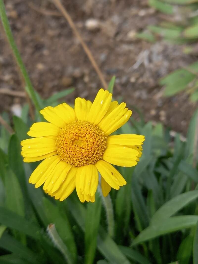 Tetraneuris scaposa flower