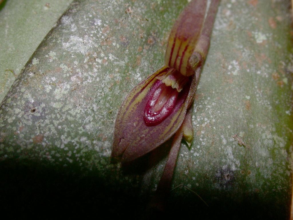 Acianthera verecunda flower