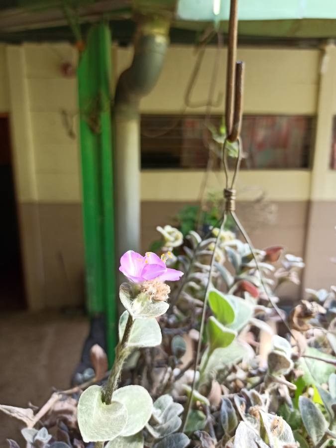 Dichorisandra hexandra flower